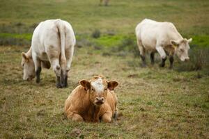 vaches au pâturage d'automne photo