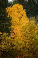 collection de belles feuilles d'automne colorées photo