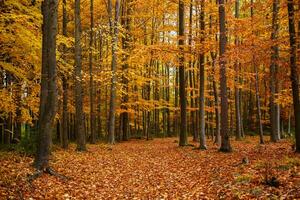 l'automne des arbres dans parc photo