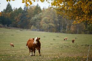 vaches au pâturage d'automne photo