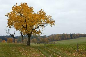 majestueux paysage avec l'automne feuilles dans forêt. photo