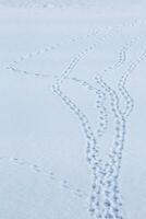 oiseau des pistes dans neige photo