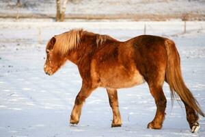 cheval dans neige sur une du froid hiver journée. photo