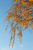 belles feuilles d'automne colorées et ciel bleu. photo