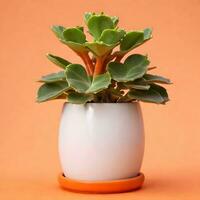 ai généré Kalanchoe plante dans blanc pot isolé sur Orange Contexte. ai génératif photo