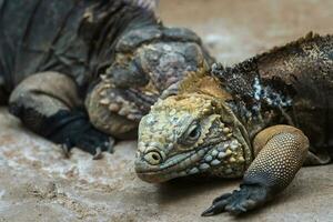 le cubain Roche iguane, cyclure nubile. cubain iguane mensonge sur le rock. photo