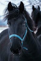portrait de une frison cheval dans hiver temps photo