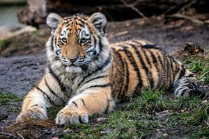 mignon petit tigre de sibérie, panthera tigris altaica photo