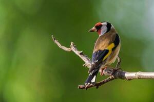 européen chardonneret, carduelis carduelis sur une branche. tchèque république photo