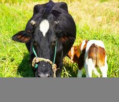 une proche en haut de une en bonne santé magnifique noir vache allaitement sa veau. mignonne vache bébé est succion Lait de le mère. veau en buvant Lait vache maman Contexte image. photo