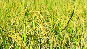 le vert et Jaune oreilles de riz céréales avant récolte riz des champs dans Bangladesh. photo