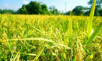 le vert et Jaune oreilles de riz céréales avant récolte riz des champs dans Bangladesh. photo