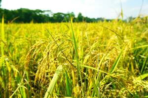 le vert et Jaune oreilles de riz céréales avant récolte riz des champs dans Bangladesh. photo