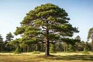 ai généré pin des arbres grandir gros et luxuriant professionnel la photographie photo