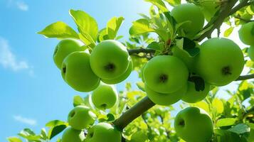 ai généré grappe de Frais vert pommes pendaison sur une branche en dessous de une bleu ciel, avec l'eau gouttelettes allusion à une récent pluie. photo