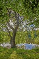 image de une larmes saule avec Frais vert feuilles à une étang dans contre-jour photo