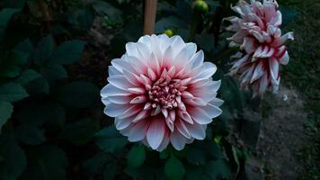 blanc et rose Couleur dahlia fleur dans le jardin photo