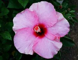 magnifique rose Couleur hibiscus fleur photo