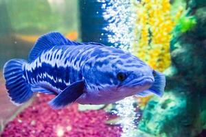 poisson dans le aquarium de aquarium, photo