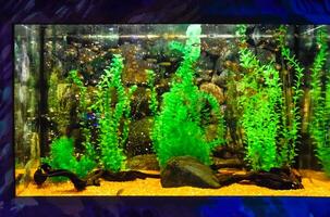 mur monté aquarium avec tropical poisson photo