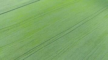 texture de blé champ. Contexte de Jeune vert blé sur le champ. photo de le quadricoptère. aérien photo de le blé champ