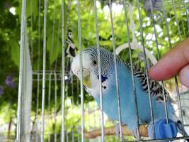 une ondulé perroquet dans une cage. main à le perroquet. photo