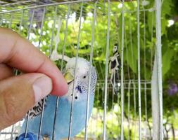 une ondulé perroquet dans une cage. main à le perroquet. photo