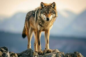 ai généré Capturer une seul Loup permanent sur une rocheux affleurement photo