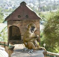 singe dans le zoo. petit marron singe. photo