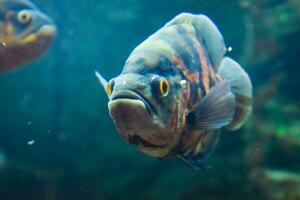 poisson dans le aquarium de aquarium, photo