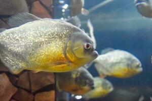 rouge ventre piranha pygocentrus nattereri photo