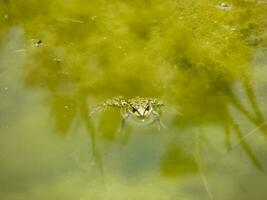 le vert grenouille. le amphibie grenouille est ordinaire. photo