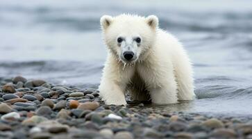 ai généré polaire ours dans le neige, polaire ours dans le lac, blanc ours dans le nature, polaire ours dans le polaire Régions, fermer de blanc ours photo