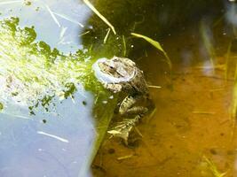 le vert grenouille. le amphibie grenouille est ordinaire. photo