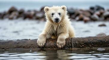 ai généré polaire ours dans le neige, polaire ours dans le lac, blanc ours dans le nature, polaire ours dans le polaire Régions, fermer de blanc ours photo