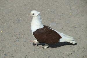 de race blanc-marron Pigeon photo