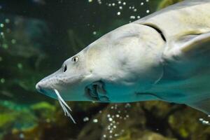 poisson esturgeon nage dans le aquarium de océanarium. esturgeon poisson photo