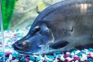 poisson dans le aquarium de aquarium, photo