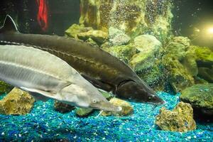 poisson esturgeon nage dans le aquarium de océanarium. esturgeon poisson photo