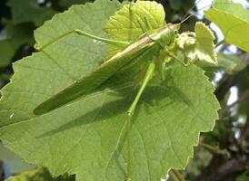 une vert sauterelle sur le vignoble feuillage photo