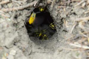 Journal dans le fente vespula vulgaris photo