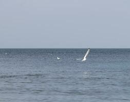 mouette en volant plus de le mer goélands plus de le mer. mouettes dans vol. photo