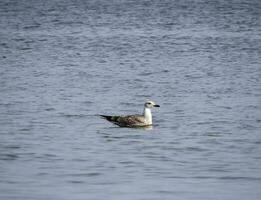 mouette en volant plus de le mer goélands plus de le mer. mouettes dans vol. photo