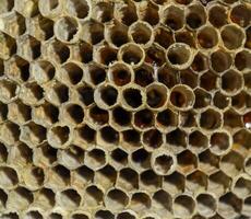 le nid est tremble, polit. le tremble nid à le fin de le reproduction saison. les stocks de mon chéri dans nids d'abeilles. tremble Miel. vespa photo
