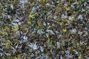 le feuilles sont Jaune sur le sol. l'automne feuille tomber photo