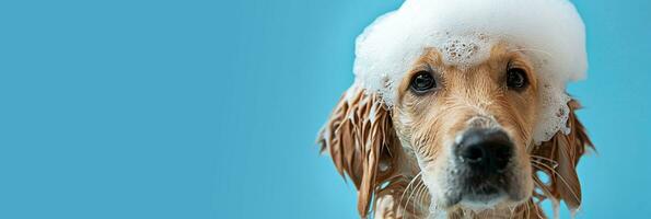 ai généré adorable d'or chien pendant laver, bleu arrière-plan, animal de compagnie se soucier et hygiène concept photo