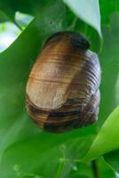 une escargot sur une vert arbre feuille photo