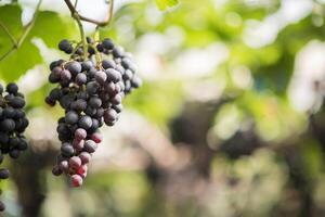 ferme de vendanges photo