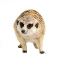 mignon suricate suricata suricatta isolé photo