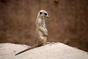 mignon suricate suricata suricatta photo